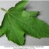 carch alceae larva3 volg2
